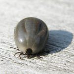 Ticks