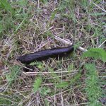 Black Slug