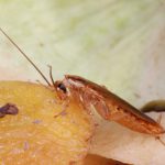 German Cockroach