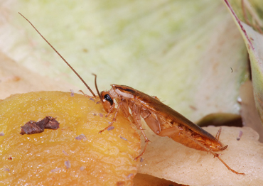 German Cockroach