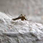 Common mosquito
