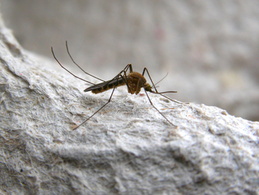 Common mosquito