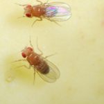 Fruit Flies