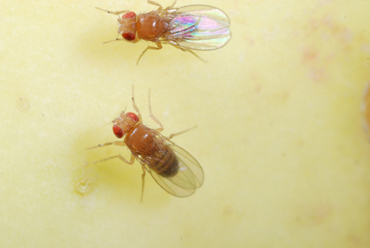 Fruit Flies
