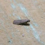 Indian Meal Moth