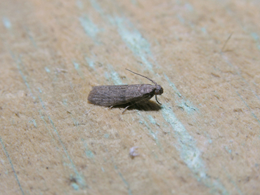 Indian Meal Moth