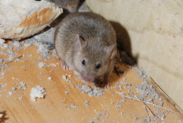 Mouse
