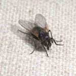 House Fly