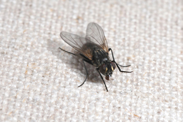 House Fly