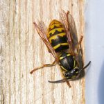 Wasps