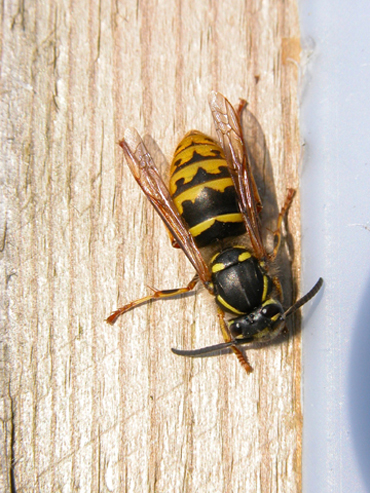 Wasps