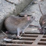 Brown Rat
