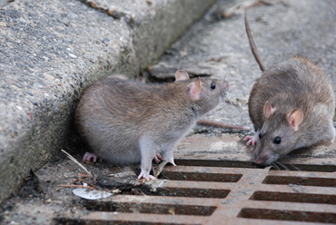 Brown Rat
