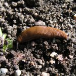 Spanish Slug