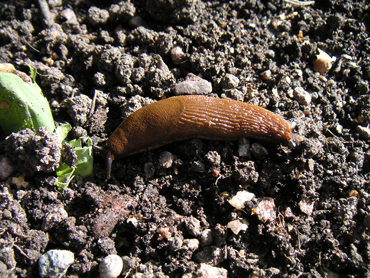 Spanish Slug